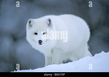 Arctic Fox (Alopex lagopus) si fermò in snow, bianco cappotto invernale Foto Stock