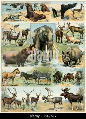 Alcuni animali selvatici del mondo. Litografia a colori Foto Stock