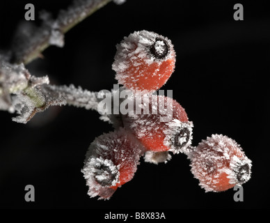 Rosso di bacche di biancospino coperto di brina trasformata per forte gradiente Il Wolds East Yorkshire England Regno Unito Foto Stock