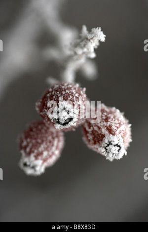 Rosso di bacche di biancospino coperto di brina trasformata per forte gradiente Foto Stock