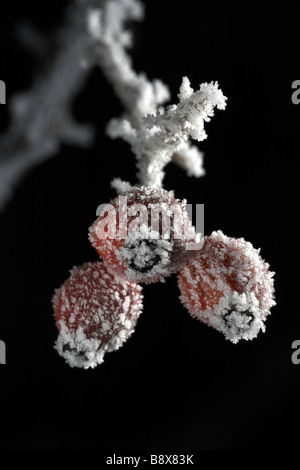 Rosso di bacche di biancospino coperto di brina trasformata per forte gradiente Foto Stock