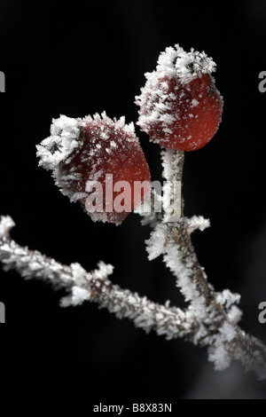 Rosso di bacche di biancospino coperto di brina trasformata per forte gradiente Il Wolds East Yorkshire England Regno Unito Foto Stock