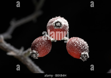 Rosso di bacche di biancospino coperto di brina trasformata per forte gradiente Foto Stock