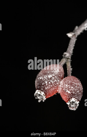 Rosso di bacche di biancospino coperto di brina trasformata per forte gradiente Foto Stock