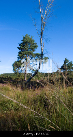 Gli alberi in una prateria brughiera area aperta Foto Stock