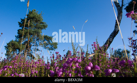 Heather e alberi di pino in una luminosa estate blu brughiera scena Foto Stock