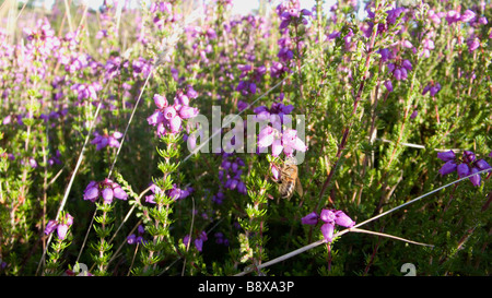 Un'ape preso il polline da heather su open british brughiera Foto Stock