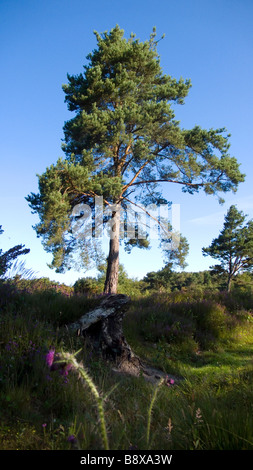 Un grande albero di pino e cardi in open blue sky brughiera Foto Stock