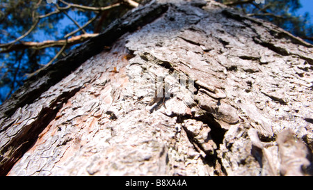 Un mimetizzata grasshopper su un grande tall pine tree in brithish brughiera Foto Stock