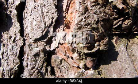 ants on the bark of a tall pine tree in open british heathland Foto Stock