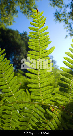 Colore verde brillante felci nel bosco britannico su un soleggiato blue sky giorno Foto Stock