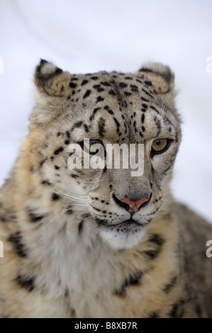 Snow Leopard, bassa DOF ritratto Foto Stock