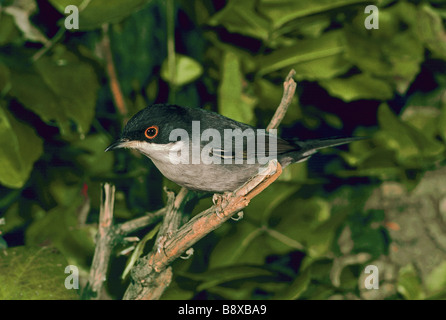 Trillo sardo (Sylvia melanocephala). Adulto appollaiato su un ramoscello Foto Stock