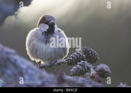 Casa Passero (Passer domesticus), maschio appollaiato sul ramoscello di conifere Foto Stock