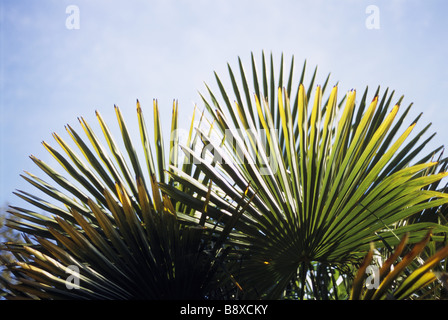 Close up impulso breve le fronde di una palma Trachycarpus nel giardino a Greenway Foto Stock