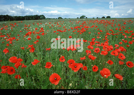 Comune di papavero (Papaver rhoeas), en masse su seminativi Terreni agricoli (set aside) Foto Stock