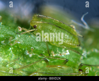 Afidi di menta ovatus crataegarius adulto senza vitone sul lato inferiore della foglia di menta Foto Stock