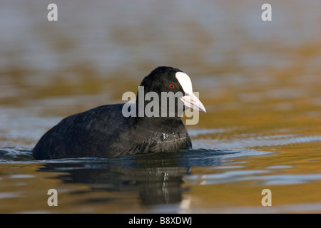 La folaga fulica atra nuoto in acque calme, Staffordshire, Inghilterra. Foto Stock