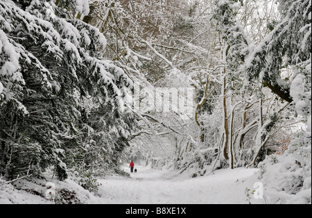 La figura a piedi lungo via attraverso Cotswold faggete nella neve profonda Foto Stock