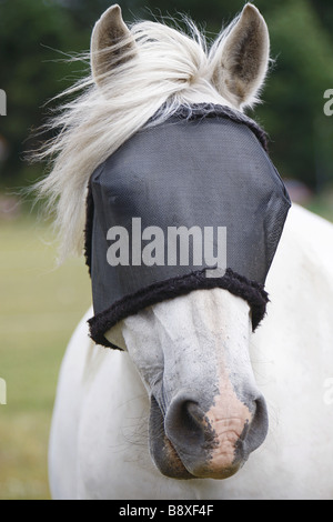 Cavallo con maschera di Mosca Foto Stock