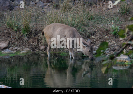 Una femmina di Sambar Deer Cervus unicolor acqua potabile dalla piscina nel parco nazionale di Ranthambore India Foto Stock