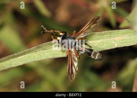 Wasp fly Physocephala rufipes Conopidae governare la sua proboscide REGNO UNITO Foto Stock