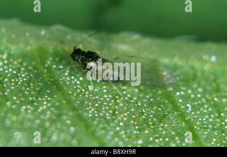 Afide di menta alate Ovatus crataegarius sulla foglia di menta Foto Stock