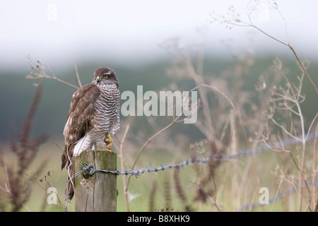 Sparviero Accipter nisus seduto sul palo da recinzione con terreni agricoli in background, Staffordshire, Inghilterra. Foto Stock