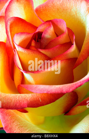 Giallo e arancione sfumature di tonalità colore colore colorata colorata rose closeup close up Foto Stock