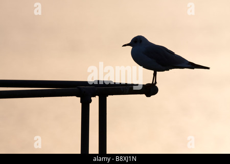 Silhouette di testa nera Gull Chroicocephalus ridibundus sulle ringhiere al tramonto al serbatoio di Cheddar, Somerset. Foto Stock