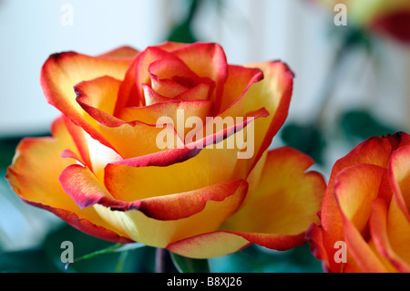 Giallo e arancione sfumature di tonalità colore colore colorata colorata rose closeup close up Foto Stock