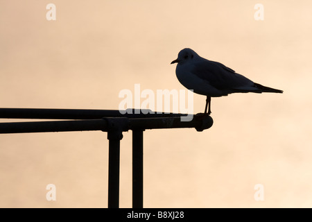 Silhouette di testa nera Gull Chroicocephalus ridibundus sulle ringhiere al tramonto al serbatoio di Cheddar, Somerset. Foto Stock