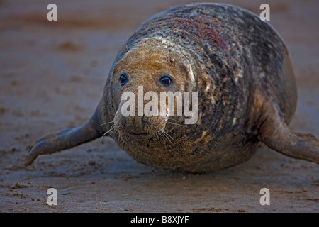 Guarnizione grigio (Halichoerus grypus) maschio verticale - che mostra le ferite dalla lotta territoriale durante la stagione di accoppiamento - REGNO UNITO Foto Stock