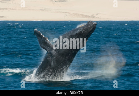 Humpback Whale (Megaptera novaeangliae) violare, Pacific Coast, Cabo San Lucas, Baja California, Messico Foto Stock