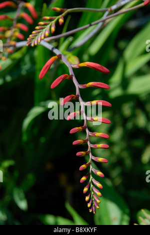 Scaletta unico a forma di Lucifero Crocosmia germogli appena prima di aprire Foto Stock