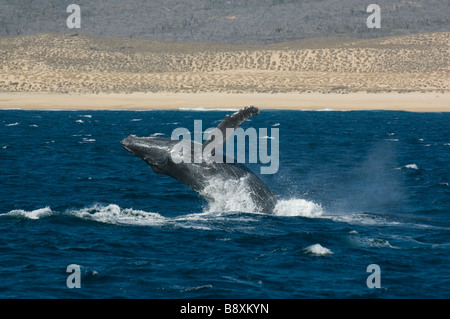 Humpback Whale (Megaptera novaeangliae) violare, Pacific Coast, Cabo San Lucas, Baja California, Messico Foto Stock