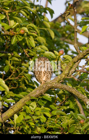 Civetta Athene noctua in seduta melo, Worcestershire, Inghilterra. Foto Stock