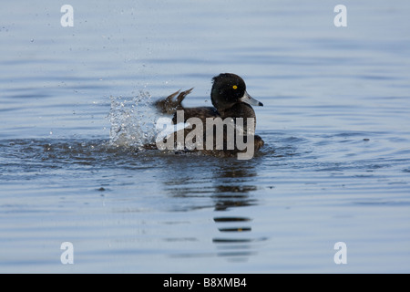 Unico Moretta Aythya fuligula balneazione con spruzzi d'acqua, Gloucestershire, Inghilterra. Foto Stock