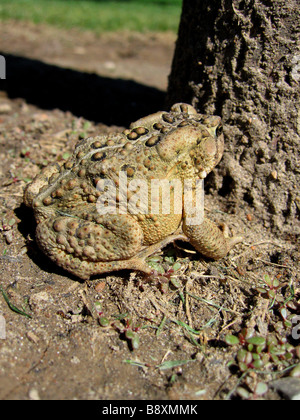 Una vista laterale di un comune Fowlers toad Bufo americanus in Toronto parco municipale Foto Stock