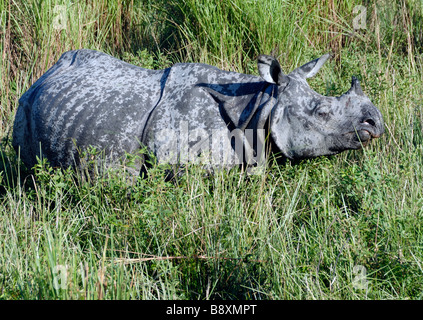 Indian One-cornuto rinoceronte (Rhinoceros unicornis) Foto Stock