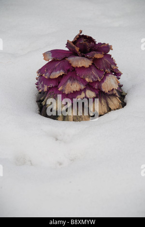 Un congelati cavolo ornamentale (Kale) lasciata nel terreno durante tutto il periodo invernale in un parco di Toronto. Foto Stock