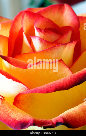 Giallo e arancione sfumature di tonalità colore colore colorata colorata rose closeup close up Foto Stock