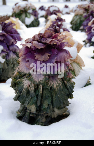 Un cavolo ornamentale (Kale) lasciata nel terreno durante tutto il periodo invernale in un parco di Toronto. Foto Stock