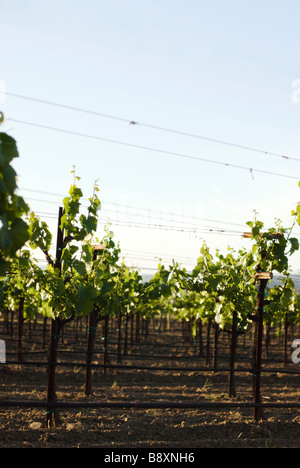 Vino vigna il raccolto Foto Stock