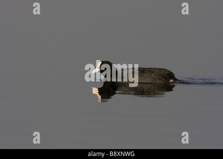 Unico folaga fulica atra nuoto in acque calme, Staffordshire, Inghilterra. Foto Stock