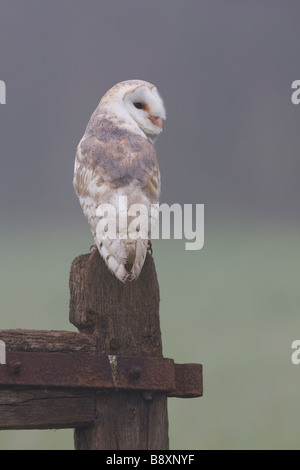 Unico barbagianni Tyto alba seduto sulla porta post in campo con sfondo velato, Worcestershire, Inghilterra. Foto Stock