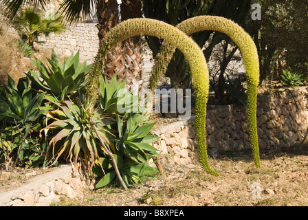 Fox Tail agave (agave attenuata) con fiore spike Foto Stock