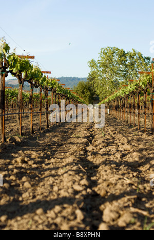 coltivazioni di vigneto Foto Stock