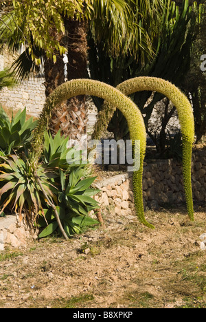Fox Tail agave (agave attenuata) con fiore spike Foto Stock