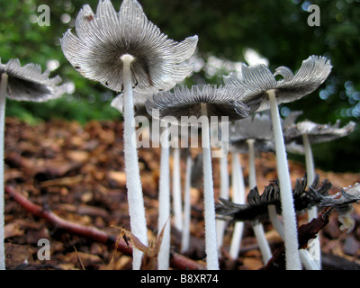 Giapponese parasol (Coprinus plicatilis) funghi che crescono in un woodlot Foto Stock